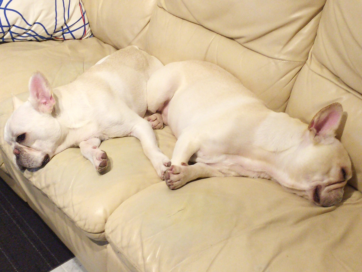 お前たち、寛ぐのはいいんだけどねえ…。