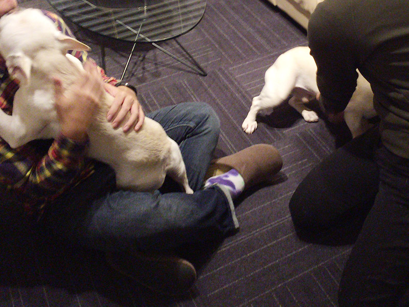 かまってもらって満足。