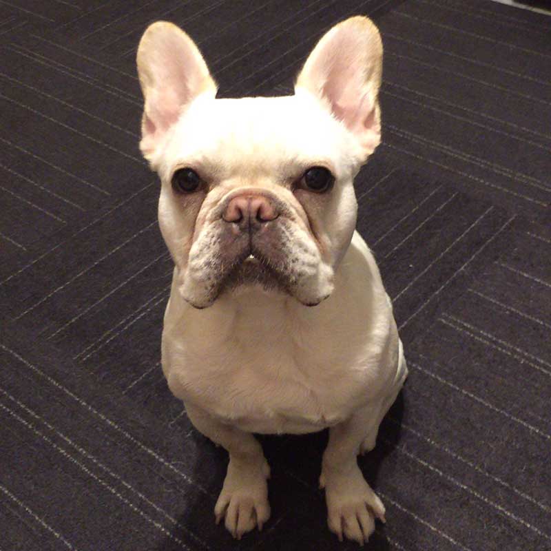 ノアノア。絶えず飼い主に注意を向けてそれを聞く姿勢はある。