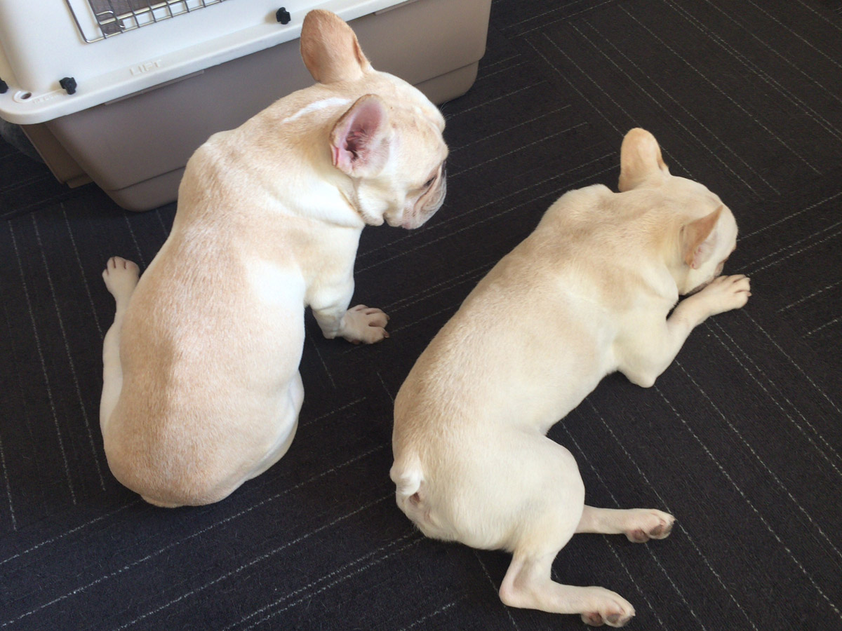 仲が悪い訳でもなく、折り合いがつかない訳でもない。普段はこうして静かにしている。右がノアノア、左がプットニョス。