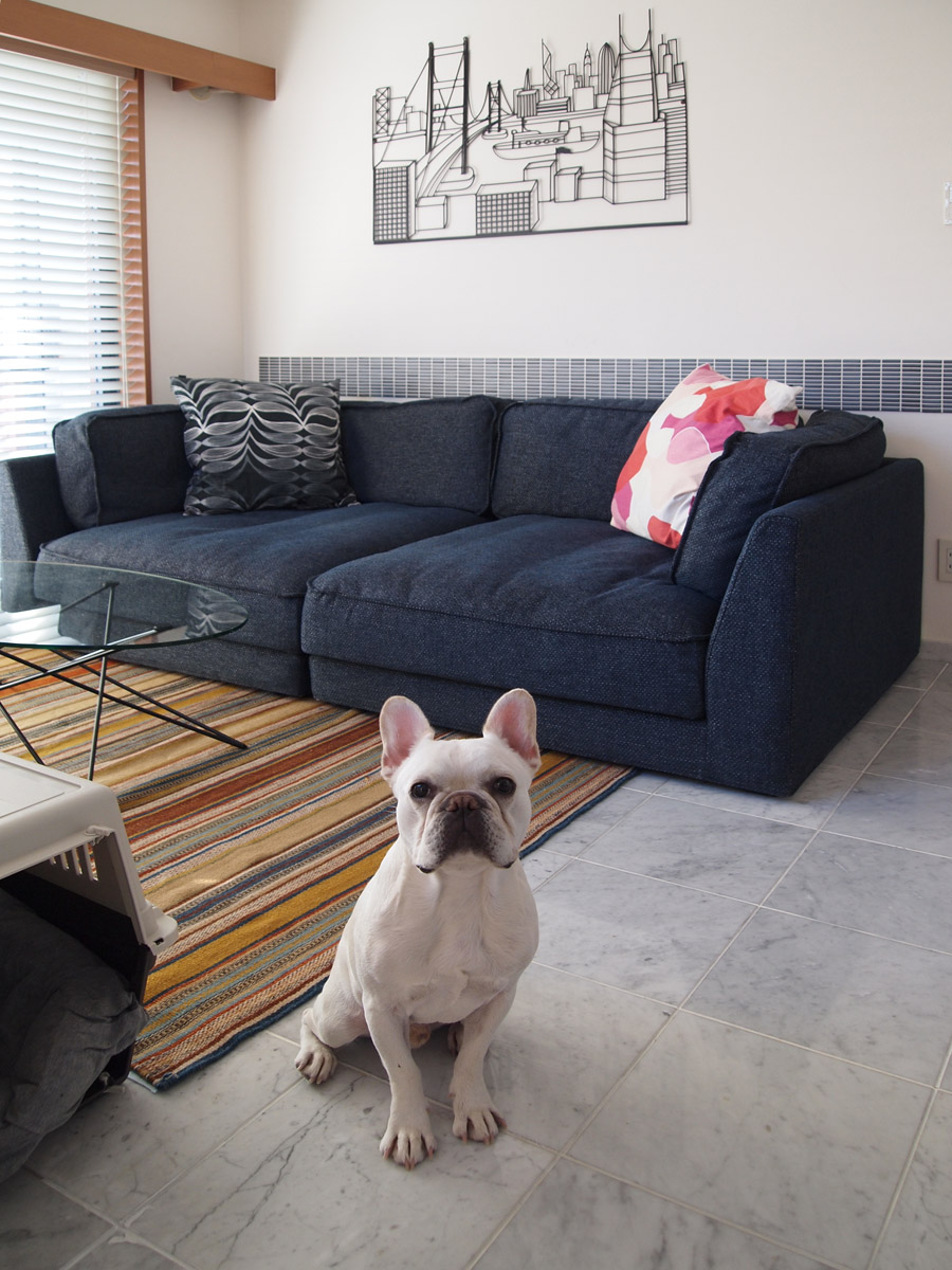 張地はネイビーにグレーの織地が入った物。ノアノアが自分の写真を撮られていると思っておすまししている。（笑）