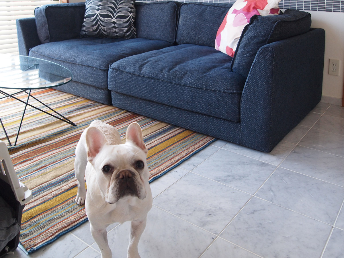 このラグは書斎で使っているものを仮に持ってきた。