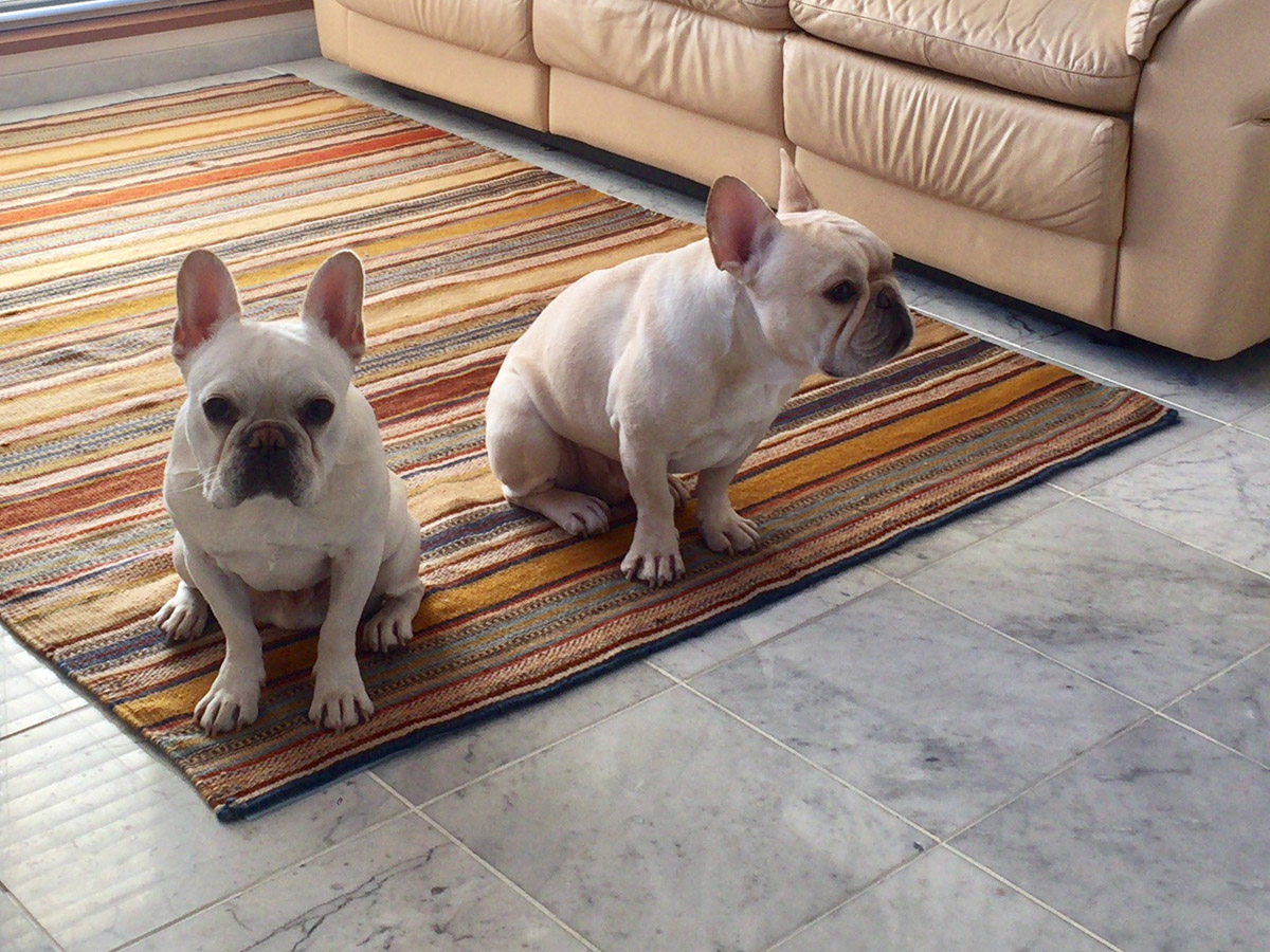 前のソファーがある状態でカーペットを取ってラグを敷いたところ。戸惑い気味のプットニョス（右）とノアノア（左）。