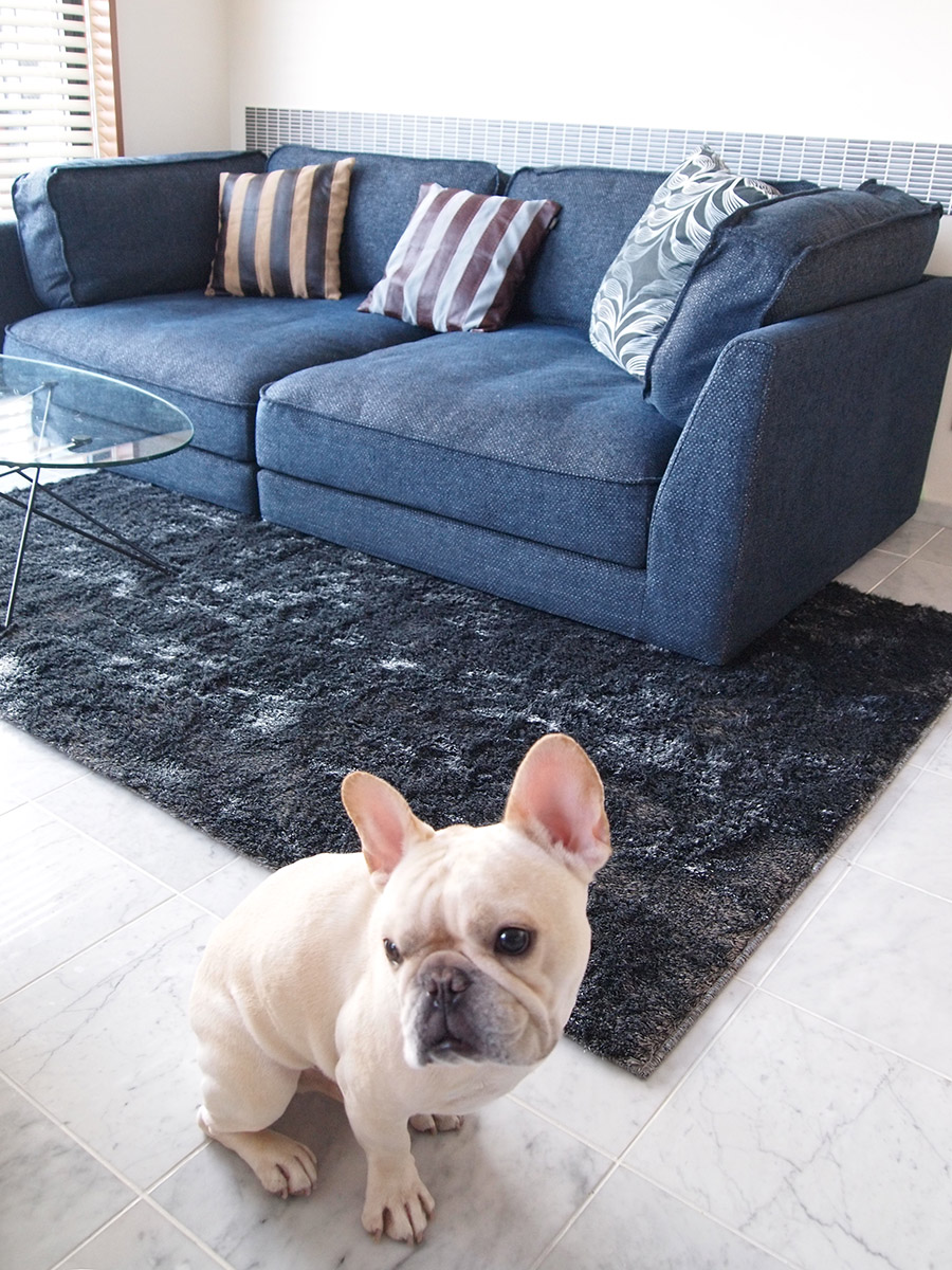 今回はプットニョスが登場。