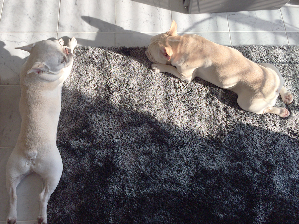 日向ぼっこをするプットニョス（右）とノアノア（左）。