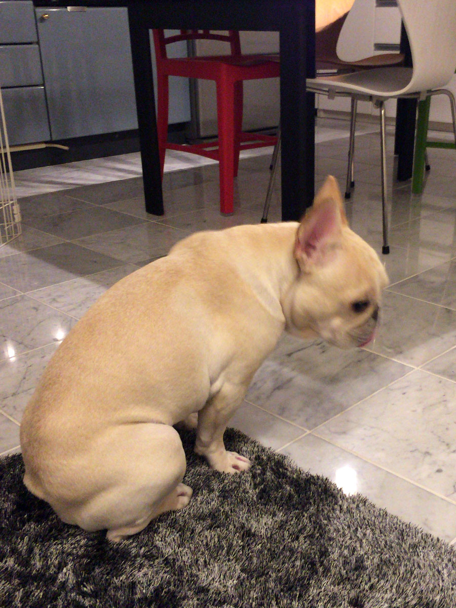 床暖房が入っていても、ラグぎりぎりの所にいることが多かったプットニョス。やはり硬いので好みでなかったか。