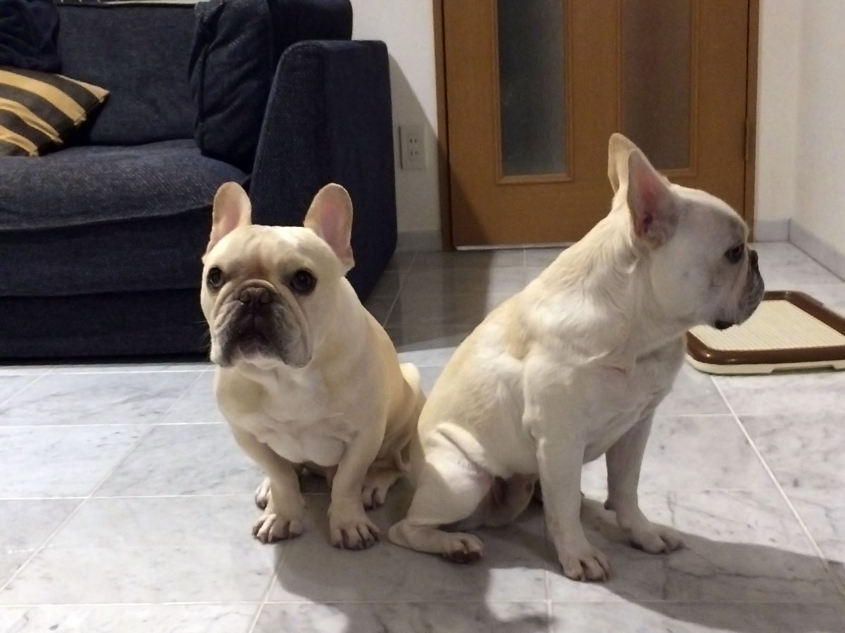 これはこれでいいかと思っていたものの。