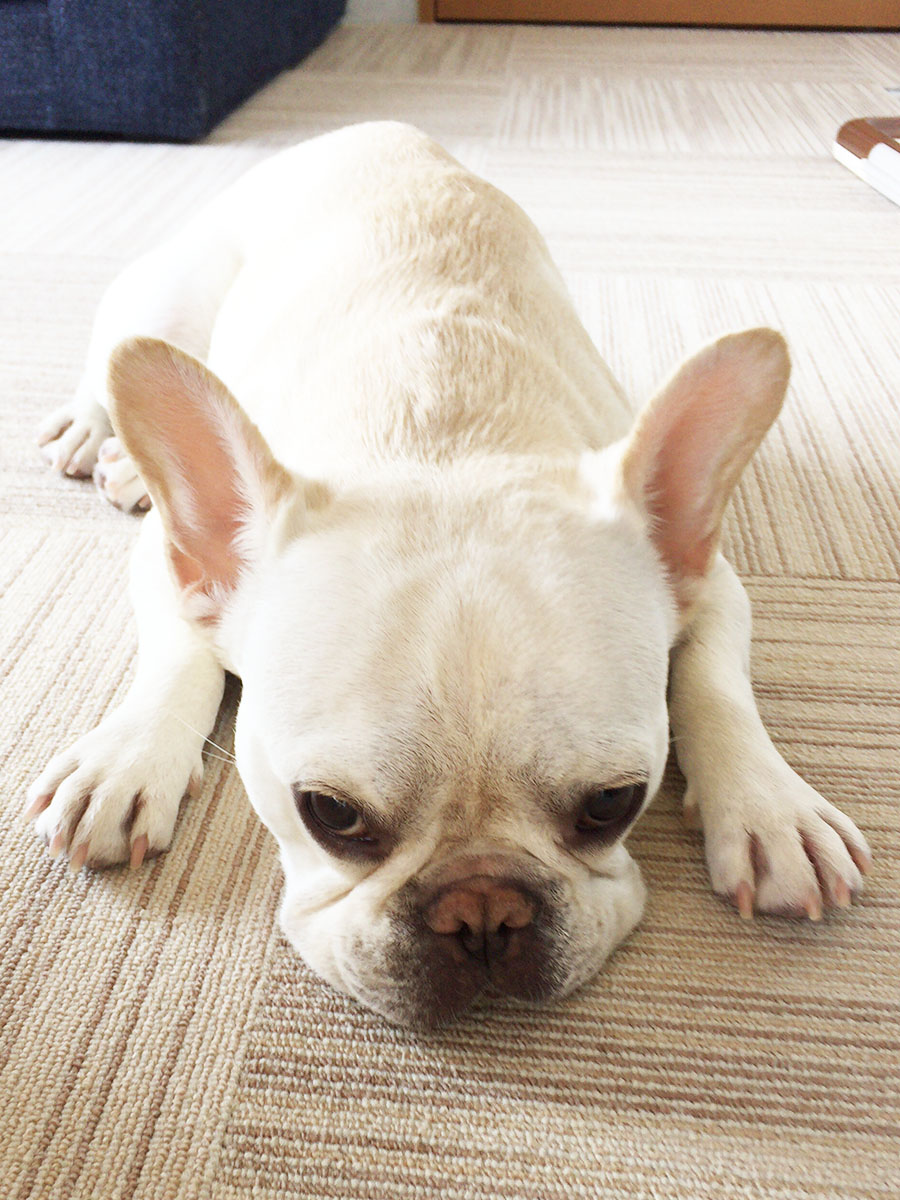 カーペットの上にいることが多くなったノアノア。