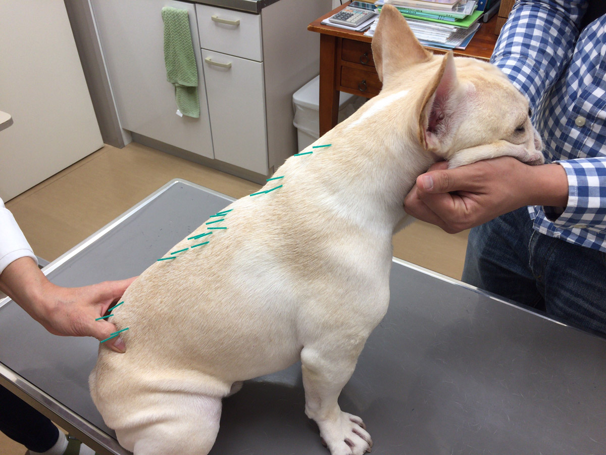 鍼治療を受けるプットニョス。おとなしく受けるので助かる。しつけをしておいて良かった。