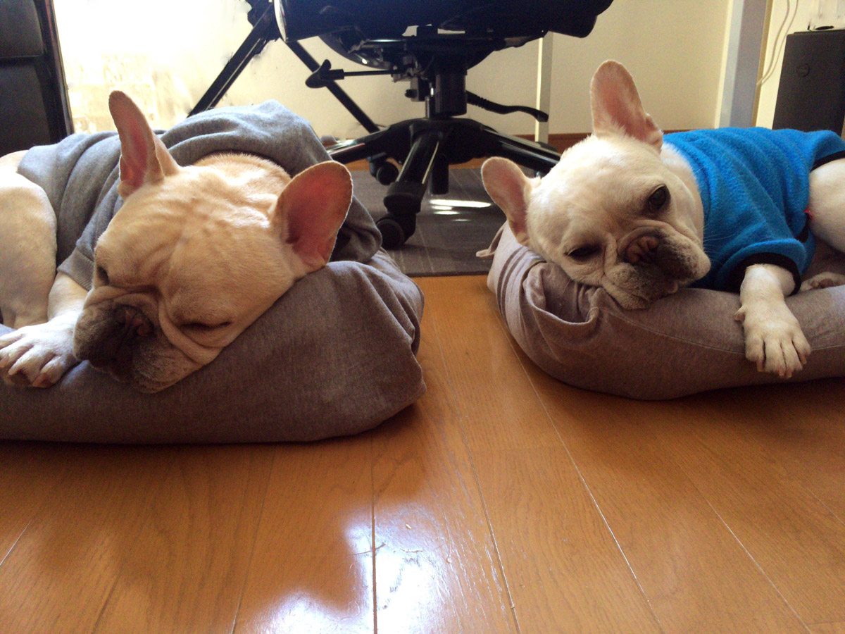 ノアノア（右）とプットニョス（左）。最近は寒いのでこの有様。でもノアノアは散歩好きで、ちゃんと出かける。