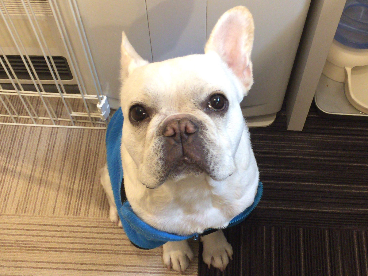 はいはい、ノアノアも待ち遠しいね。