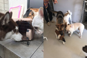 他の犬達とふれあい… ©WANLOVE