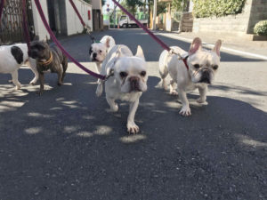 散歩にも連れて行ってもらう。©WANLOVE