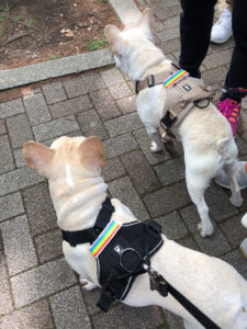 犬達を連れて行進待機。