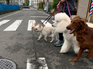 じょにおの出張が重なったこともあり、入院期間中大半は、犬達をトレーナーさんのところに預けていた。