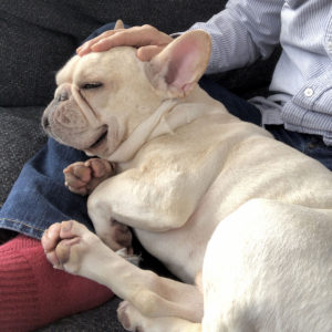 帰宅した俺の脚に収まるプットニョス。