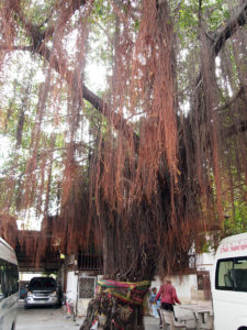 と、写真を見返したら、バンコクの寺院のガジュマルはものすごかった。識名園はここまでではない。
