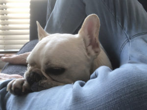 散歩後、脚の間に収まるノアノア。