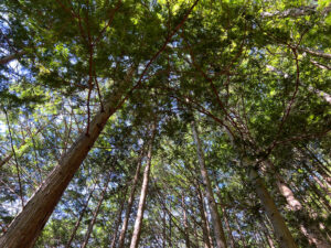 木々を見上げる。空の面積の方が少ないくらいに、枝が茂っている。