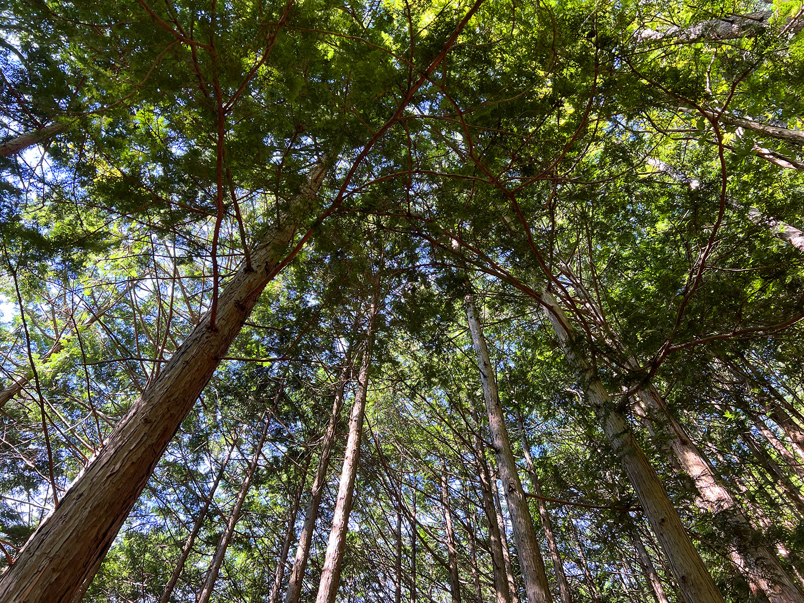 木々を見上げる。空の面積の方が少ないくらいに、枝が茂っている。