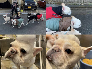 散歩もしてくれて、グルーミングも頼めて、大変助かる。