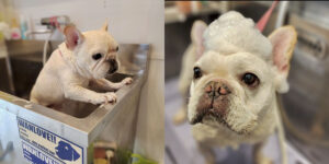 犬達は引き取り前にグルーミングしてもらった。