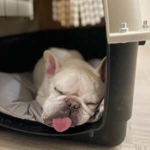 帰宅し、晩ご飯を食べてクレートで寝るプットニョス。