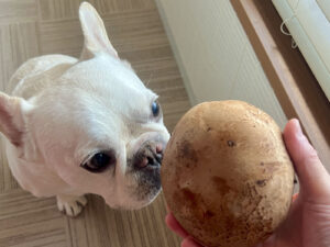 生だとノアノアの顔より大きい。