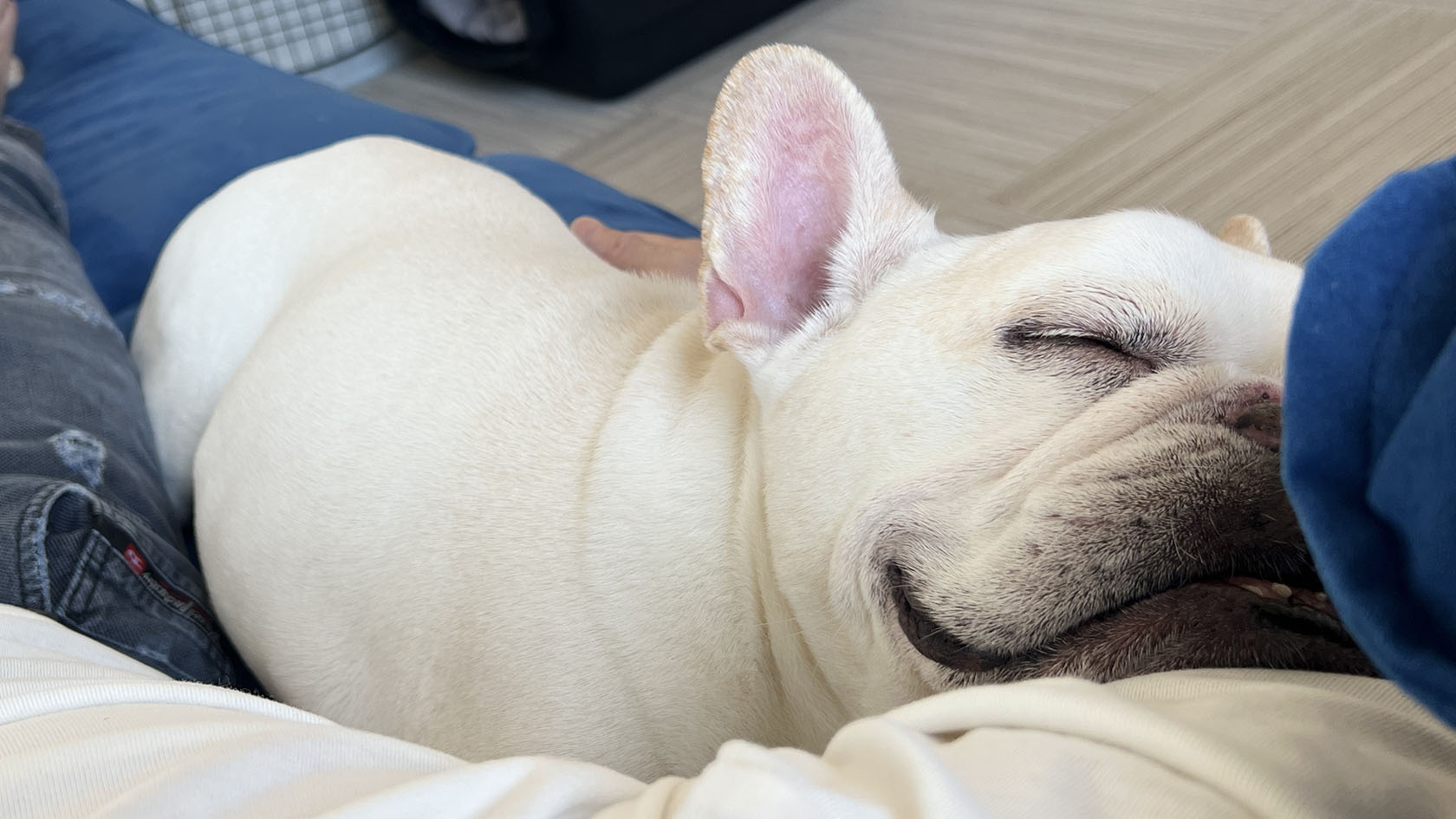 俺の腕枕でのんびりと昼寝をするプットニョス。