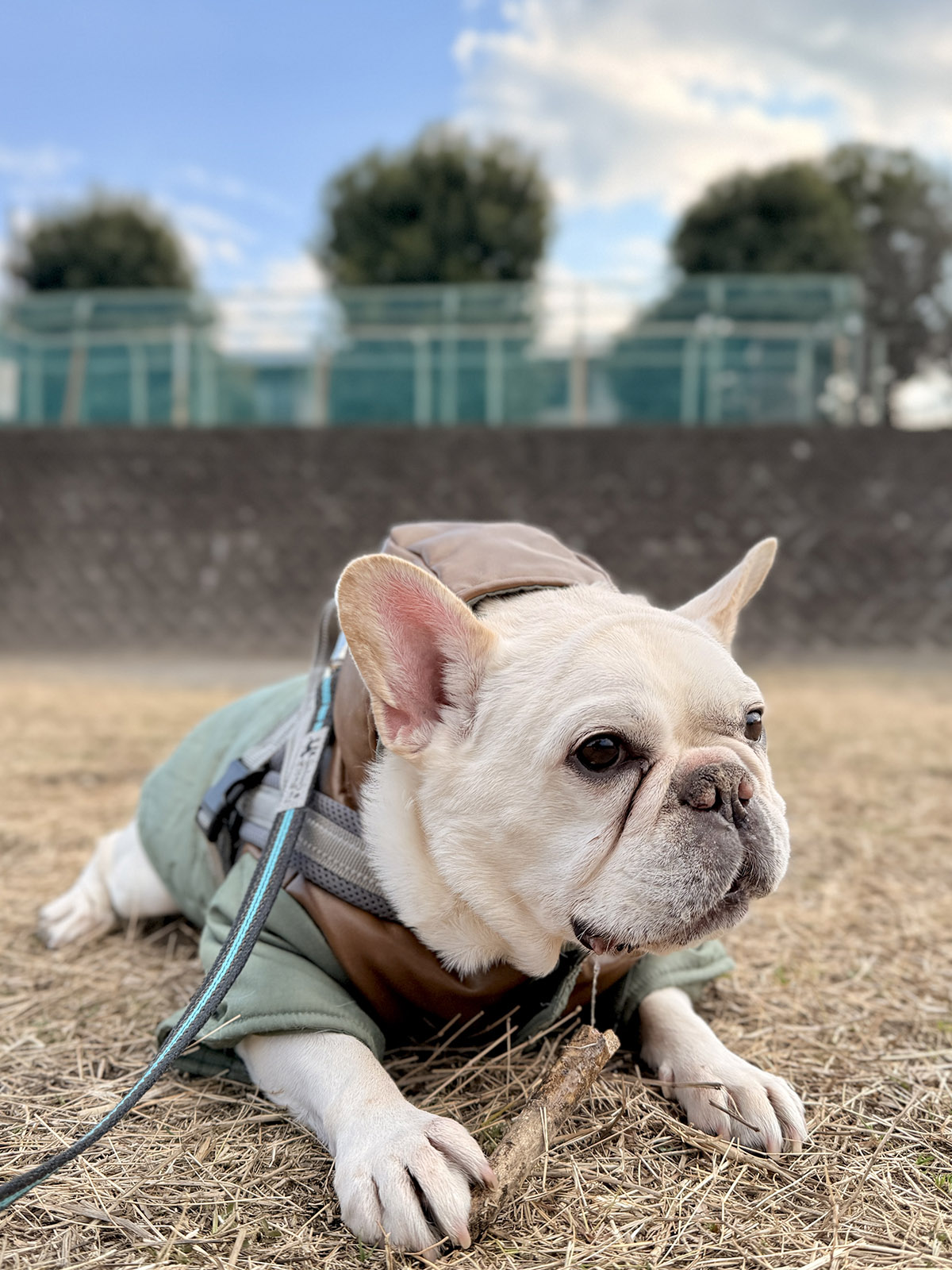 公園で枝を齧るノアノア。