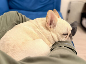 膝で眠るノアノア。