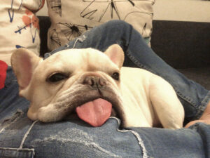 2019年7月11日のプットニョス。