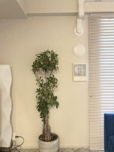 棚を設置する前。