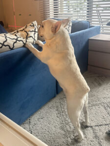 蛇足。工事の様子を覗くノアノア。危ないので工事中はDEN側に隔離している。赤いレーザー光は水平・垂直の基準線。