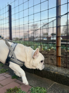 新しい散歩道でにおいをチェック。