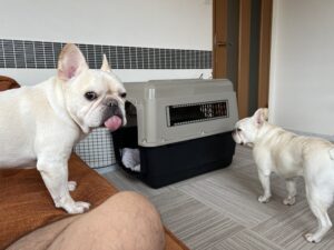 プットニョスは膝元にいて、ノアノアは離れていることがままあった。