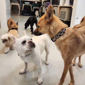 預け中の様子から。久しぶりに多くの犬と一緒で、やや緊張。