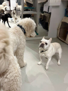 日頃会わない犬達と過ごすノアノア。