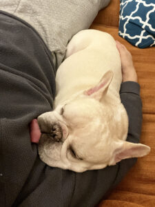 プットニョスは腕枕で寝るのが好きだった。あっちでものんびりするがよい。