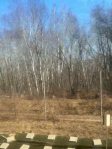 車窓から見た白樺の並木が北海道らしさを感じさせる。