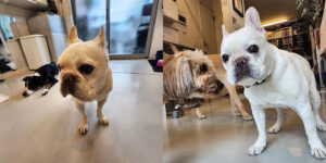 日頃と違う環境だと緊張したりもしていたようだが、元気だった。